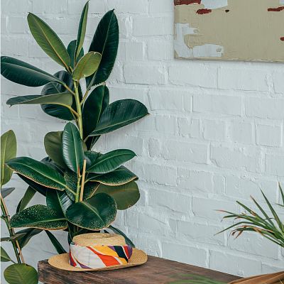 Lush Rubber Plant Ficus elastica 'Robusta' Indoor House Plants