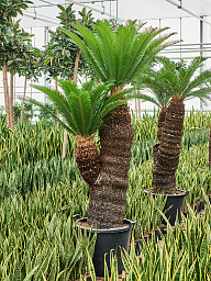 Sago Palm Cycas revoluta