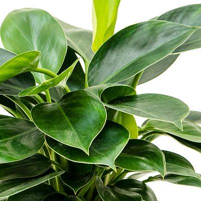 Lush Heart-Leaf Philodendron 'Congo Apple' Indoor House Plants W40 H(55-65)  cm, Potsize D19 cm