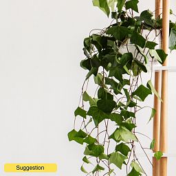 Easy-Care English Ivy Hedera algeriensis 'Montgomery' Indoor House Plants