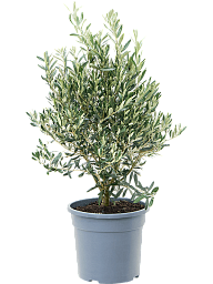 Showy Olive Olea europaea