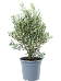 Showy Olive Olea europaea