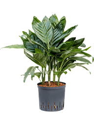 Lush Parlour Palm Chamaedorea metallica Indoor House Plants