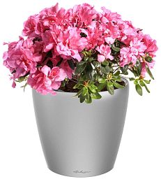 Blooming Azalea in LECHUZA CLASSICO LS Self-watering Planter, Total Height 40 cm