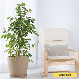 Lush Weeping Fig Ficus benjamina 'Danita' W35 H100 cm Indoor House Plants