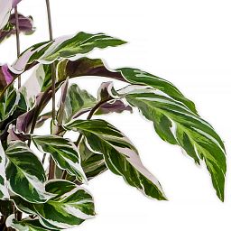 Fabulous Peacock Plant Calathea 'Fusion White' Indoor House Plants