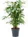 Lush Fishtail Palm Caryota mitis Indoor House Plants