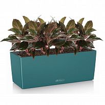 Potted House Plant Aglaonema Crete in LECHUZA BALCONERA Color Petrol B...