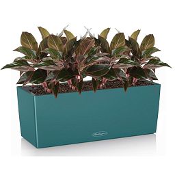 Aglaonema Crete in LECHUZA BALCONERA Color Self-watering Planter, Total Height 45 cm