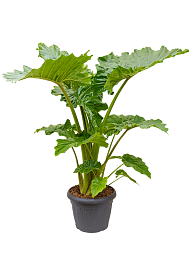 Easy-Care Elephant Ear Alocasia 'Portodora' Indoor House Plants