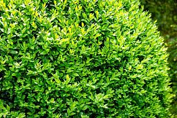 Photogenic Boxwood Buxus ball, Box ball (Buxus sempervirens)