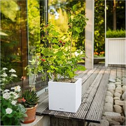 LECHUZA CANTO Stone Low Square Poly Resin Self-watering Planter