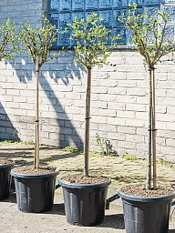 Showy Spindletree Euonymus phellomanus Outdoor Plants