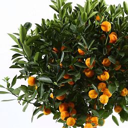 Citrofortunella Calamondine in LECHUZA CUBICO Color Self-watering Planter, Total Height 180 cm