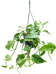Shade-loving Pothos Scindapsus (Epipremnum) 'Aureum' Indoor House Plants