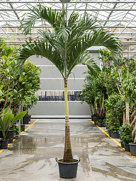 Lush Manila Palm Veitchia (Adonidia) merrillii (575-650) Indoor House Plants