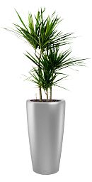 Dracaena Marginata in LECHUZA RONDO Self-watering Planter, Total Height 140 cm