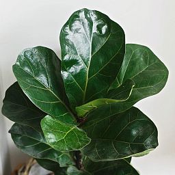 Ficus Lyrata in LECHUZA RONDO Self-watering Planter, Total Height 160 cm