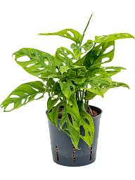 Shade-loving Swiss Cheese Plant Monstera obliqua (60-120) Indoor House Plants