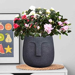 IDEALIST Lite Textured Concrete Effect Oval Indoor Face Pot