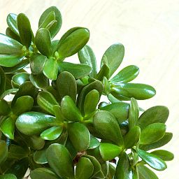 Crassula Ovata Minor Money Plant in LECHUZA-PURO Self-watering Planter, Total Height 30 cm