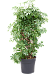 Easy-Care Umbrella Tree Schefflera arboricola 'Compacta' Tall Indoor House Plants Trees