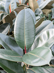 Lush Rubber Plant Ficus elastica 'Abidjan' Indoor House Plants