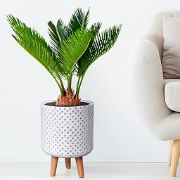 IDEALIST Lite Dotted Style Planter on Legs, Round Plant Pot Indoor