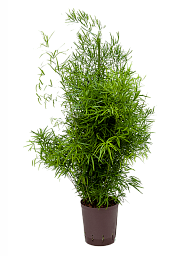Lush Sicklethorn Asparagus falcatus Indoor House Plants