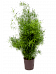 Lush Sicklethorn Asparagus falcatus Indoor House Plants