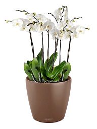 Blooming Orchids in LECHUZA CLASSICO Color Self-watering Planter, Total Height 60 cm