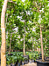 Lush Fiddle Leaf Fig Ficus lyrata Indoor House Plants