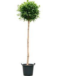 Lush Chinese Banyan Ficus microcarpa 'Moclame' Indoor House Plants