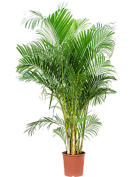 Lush Areca Palm Dypsis (Areca) lutescens Indoor House Plants