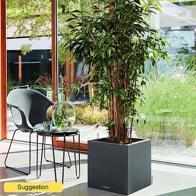 Easy-Care Spotted Gold Dust Dracaena surculosa (140-170) Indoor House Plants