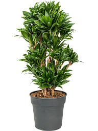 Easy-Care Corn Plant Dracaena fragrans 'Compacta' Indoor House Plants