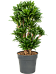 Easy-Care Corn Plant Dracaena fragrans 'Compacta' Indoor House Plants