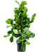 Lush Autograph Tree Clusia rosea Indoor House Plants