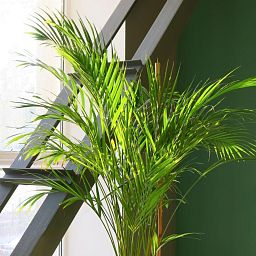 Howea Forsteriana in LECHUZA CUBICO Self-watering Planter, Total Height 150 cm