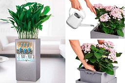 Zamioculcas in LECHUZA CANTO Stone High Self-watering Planter, Total Height 110 cm