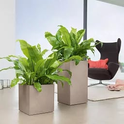 LECHUZA CANTO Stone Low Square Poly Resin Self-watering Planter