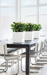 LECHUZA CUBE Square Poly Resin Self-watering Planter