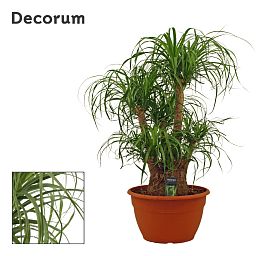 Beaucarnea