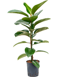 Lush Rubber Plant Ficus elastica 'Robusta' Indoor House Plants