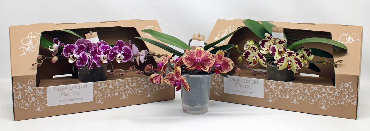 Phalaenopsis Table Orchid mix special