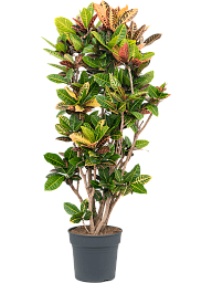 Colorful Croton (Codiaeum) variegatum 'Petra' Indoor House Plants