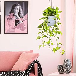 IDEALIST Lite Plaited Style Table and Hanging Plant Pot Dual Use Indoor Egg Planter