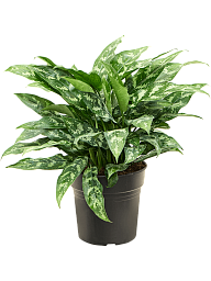 Lush Chinese Evergreen Aglaonema 'Maria' Indoor House Plants