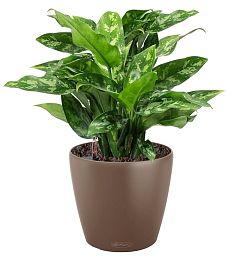 Aglaonema Maria in LECHUZA CLASSICO Color Self-watering Planter, Total Height 35 cm