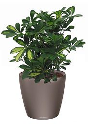 Schefflera in LECHUZA CLASSICO LS Self-watering Planter, Total Height 60 cm